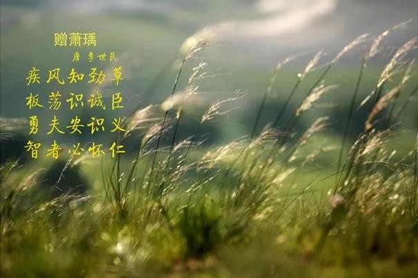 花花牛 | 疾風(fēng)來臨，你是不是勁草？